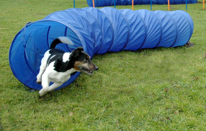 dobar Agility Tunnel